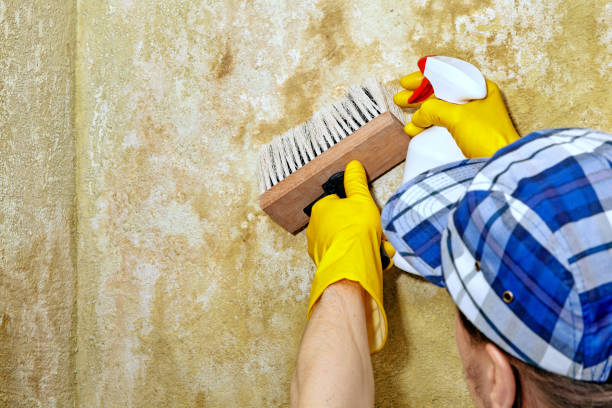 Mold Odor Removal Services in Royersford, PA